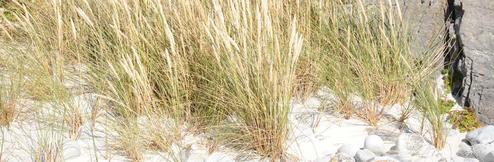 MARRAM 'SAND' GRASS Ammophila arenaria 